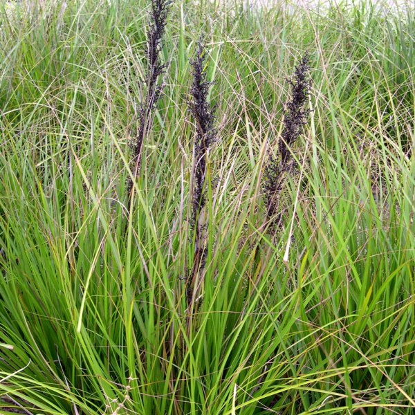 Sedge a grass like plant